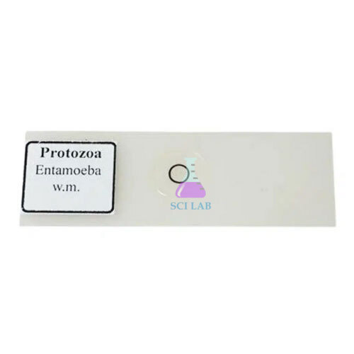 Entamoeba Educational Microscope Slide